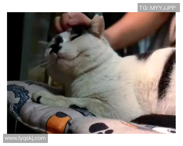 足球明星的宠物猫揭秘：这些球星们的猫咪都有哪些独特名字和故事